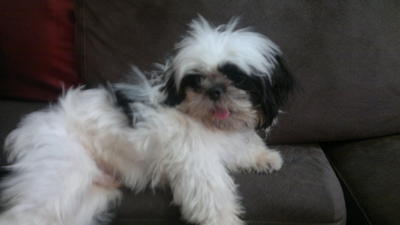 Paddy - Shih Tzu Dog