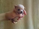 Cute Tiny Chihuahua For Sale - Chihuahua Dog