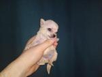 Cute Tiny Chihuahua For Sale - Chihuahua Dog