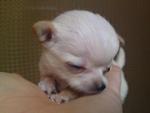 Cute Tiny Chihuahua For Sale - Chihuahua Dog