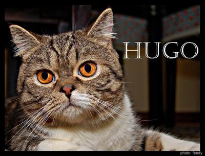 Hugo - Exotic Shorthair Cat