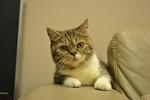 Hugo - Exotic Shorthair Cat