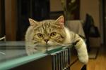 Hugo - Exotic Shorthair Cat