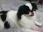 Charley-Male Japanese Chin- 2 yrs 6 mths