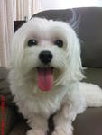 Pepe-Male Maltese- 2 - 3 yrs ?? adopted