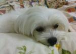 Kimon-Female Maltese- 2 - 3 yrs ?? adopted