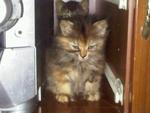 Bengalmarble Mixed Persian Kittens - Domestic Medium Hair + Bengal Cat