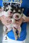 - Breed : Siberian Husky - Gender : Female (Left), Male (Right) - D.O.B : 11 June 2011 - Primary Col