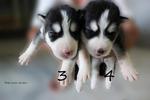 - Breed : Siberian Husky - Gender : Female (Left), Male (Right) - D.O.B : 11 June 2011 - Primary Col