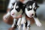 - Breed : Siberian Husky - Gender : Female (Left), Male (Right) - D.O.B : 11 June 2011 - Primary Col