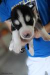 - Breed : Siberian Husky - Gender : Male - D.O.B : 11 June 2011 - Primary Color : Wolf Grey - Eyes C