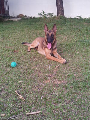 Kandy - Belgian Shepherd Malinois + German Shepherd Dog Dog