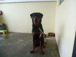 Bad - Rottweiler Dog