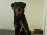 Bad - Rottweiler Dog