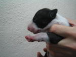 SOLD Black brindle & White 2# (Male)