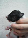 Black brindle & White (Female)