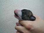 Brindle & White (Female)