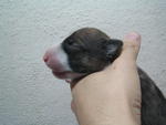 SOLD Brindle & White 2# (Female)