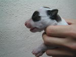 Brindle & White 3# (Female)