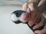 Black brindle & White (Male)