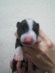 Black brindle & White 2# (Male)