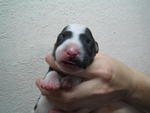 Black brindle & White (Female)