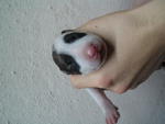 Brindle & White 3# (Female)