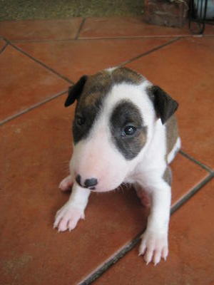 [Senglish Bull Terrier Puppies - Bull Terrier Dog