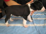 [Senglish Bull Terrier Puppies - Bull Terrier Dog