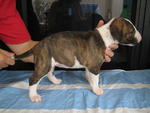 [Senglish Bull Terrier Puppies - Bull Terrier Dog