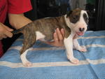 [Senglish Bull Terrier Puppies - Bull Terrier Dog