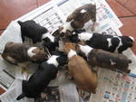 [Senglish Bull Terrier Puppies - Bull Terrier Dog