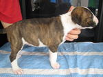 [Senglish Bull Terrier Puppies - Bull Terrier Dog