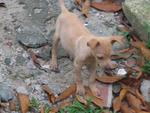 PF21741 - Chihuahua + Miniature Pinscher Dog