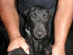 2 Black Dude - Labrador Retriever Mix Dog