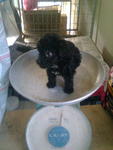 Super Tiny Teacup Poodle Black Colr - Poodle Dog