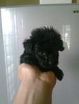 Super Tiny Teacup Poodle Black Colr - Poodle Dog