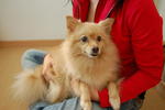 Micky - Pomeranian Dog