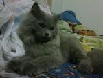 Ciku - Persian + British Shorthair Cat