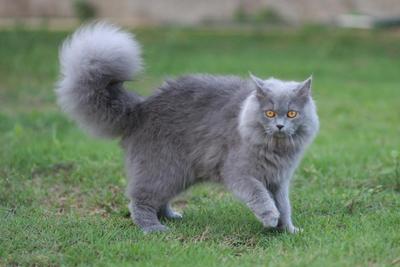 Ciku - Persian + British Shorthair Cat