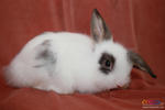 Cute Rabbit 01 - Jersey Wooly + American Fuzzy Lop Rabbit