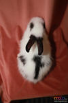 Cute Rabbit 02 - Jersey Wooly + American Fuzzy Lop Rabbit