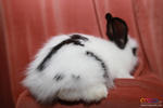 Cute Rabbit 02 - Jersey Wooly + American Fuzzy Lop Rabbit