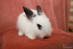 Cute Rabbit 03 - Jersey Wooly + American Fuzzy Lop Rabbit