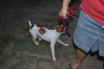 Lee Lee - Jack Russell Terrier Dog