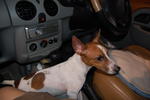 Lee Lee - Jack Russell Terrier Dog