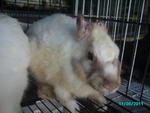 Special Team - Angora Rabbit Rabbit