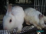 Special Team - Angora Rabbit Rabbit