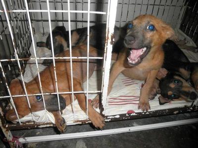 Road Side Puppies - Mixed Breed Dog