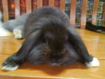 Lop Bunny - Lop Eared + Angora Rabbit Rabbit